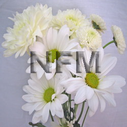 chrysanthemum CDN white